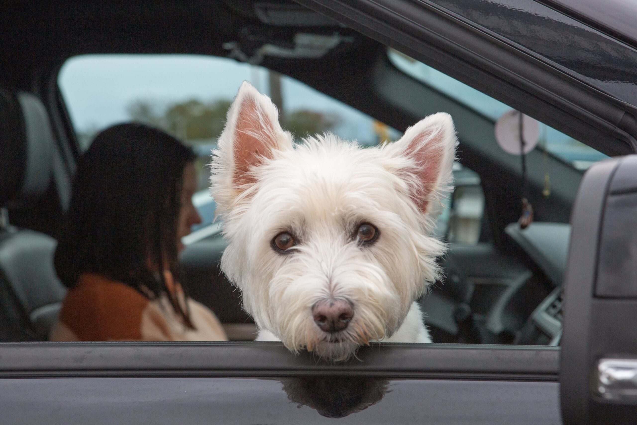 A dog looking out of a car window