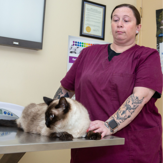 a vet holding a cat on a table