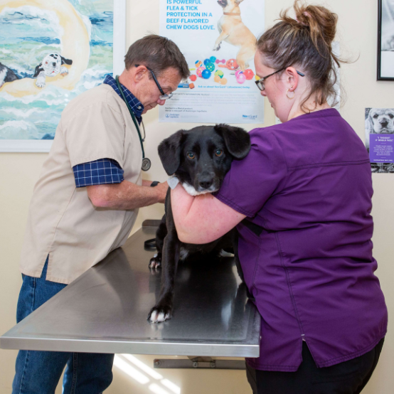 a vet holding a dog on a table