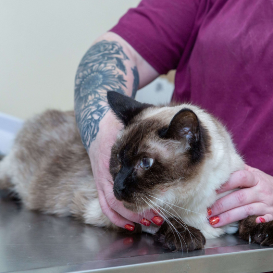 a person holding a cat