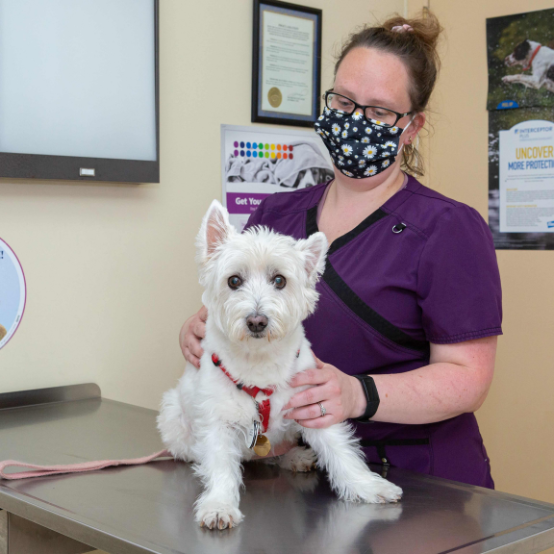 a vet wearing a mask holding a dog