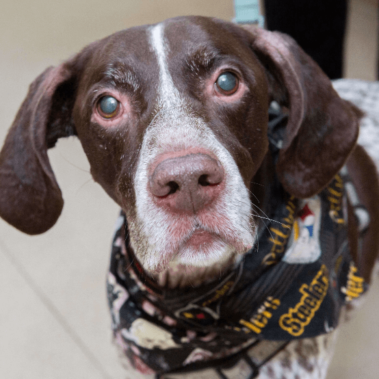 a dog wearing a scarf