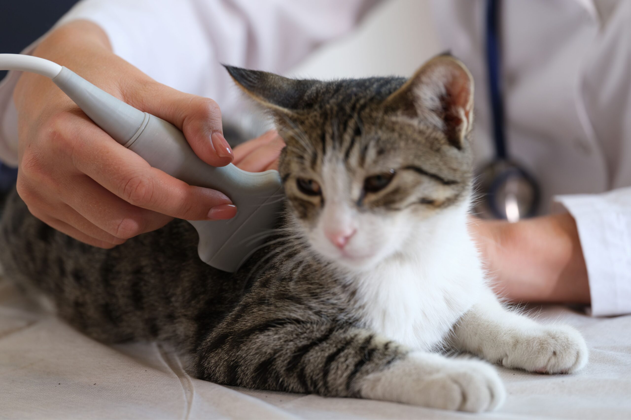 A group of people in a veterinary clinic