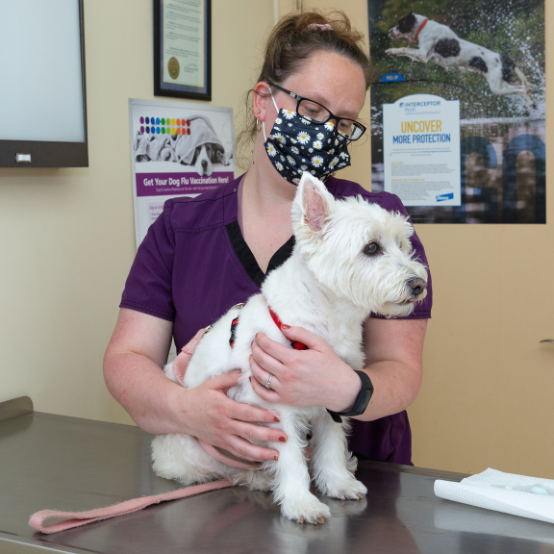 Dr. fritz mchugh with a stethoscope around his neck holding a dog